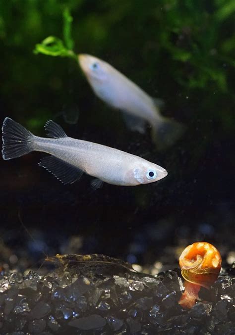 rice fish|Japanese Rice Fish (Oryzias latipes): Care Guide.